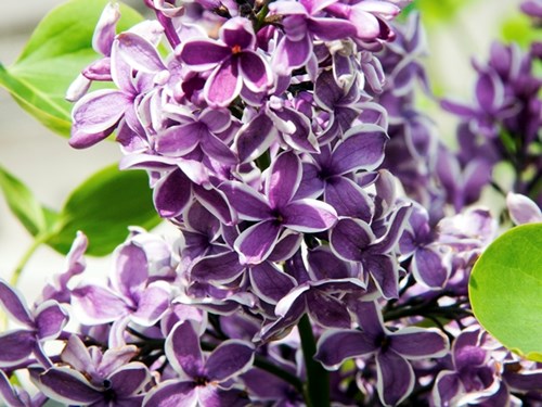 Sensation Lilac (Syringa vulgaris)
The picotee individual florets of the flowers panicle.